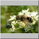Eristalis arbustorum - Kleine Keilfleckschwebfliege w02.jpg